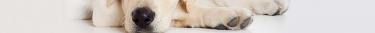Ault Chiro Dog Nose Banner